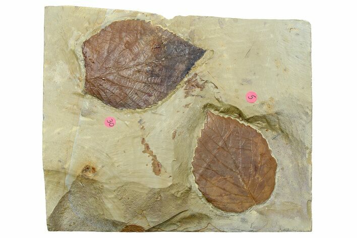 Two Fossil Leaves (Davidia & Beringiaphyllum) - Montana #262348